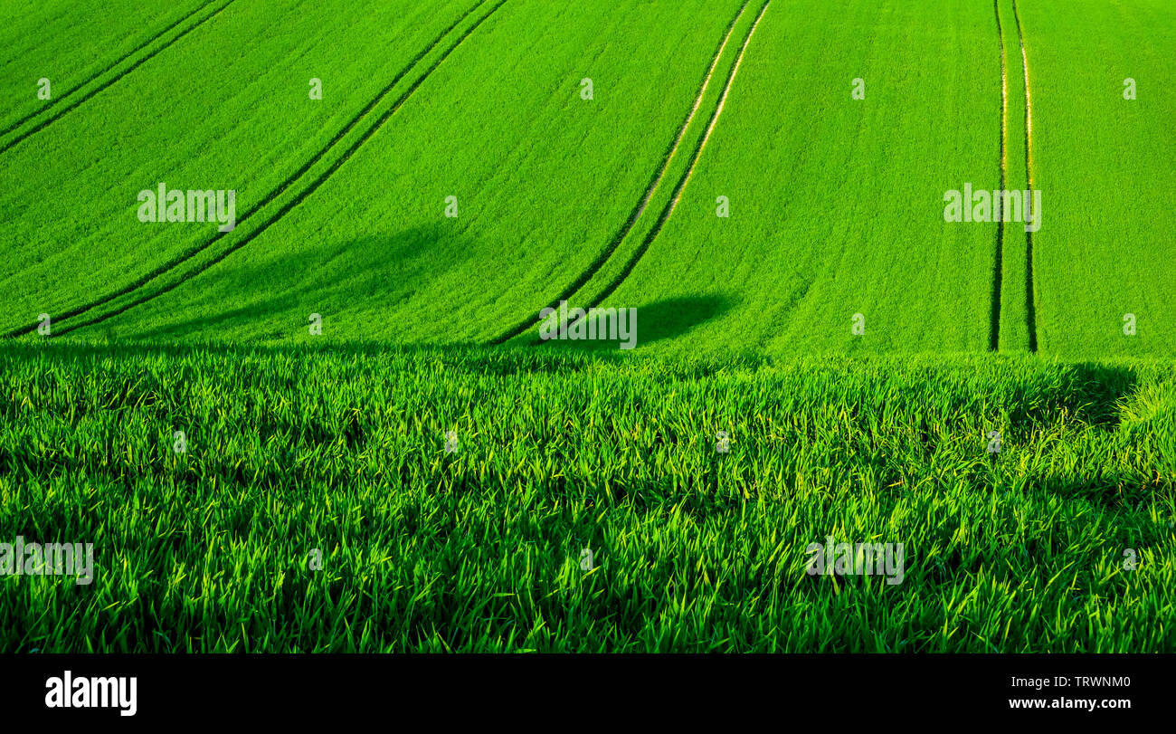 Un campo de trigo verde de rodadura sobre una colina, con cuatro líneas separadas de las huellas de los neumáticos del tractor girando verticalmente hacia arriba el campo verde, Sussex, Inglaterra la línea Foto de stock