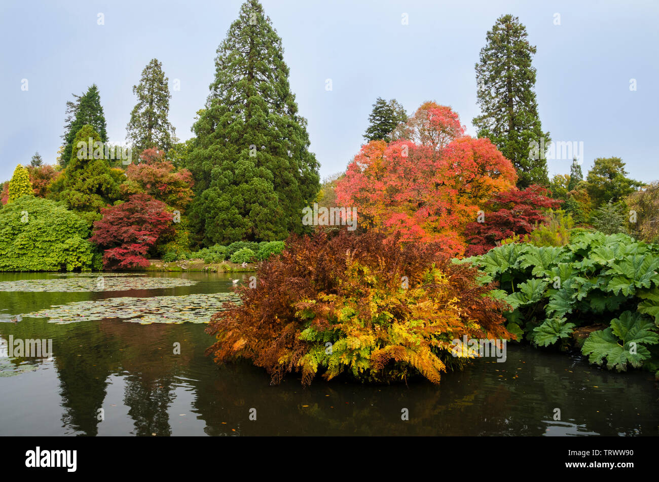 Sheffield Park Lake y Jardines en otoño, East Sussex, Reino Unido Foto de stock