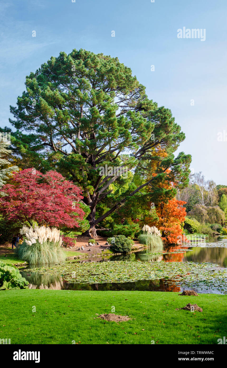 Sheffield Park Lake y Jardines en otoño, East Sussex, Reino Unido Foto de stock