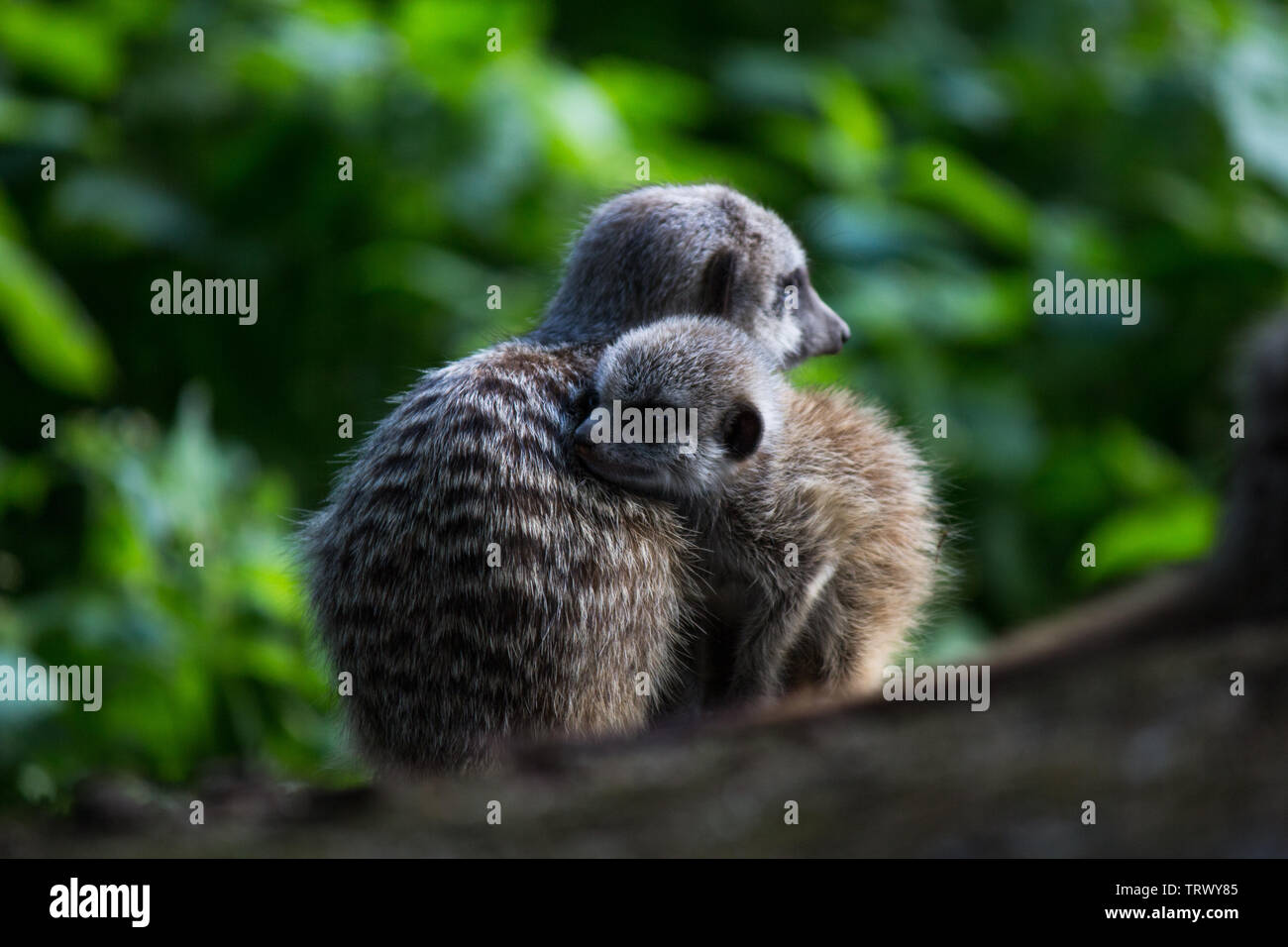 La familia suricata o en Arnhem Zoo Foto de stock