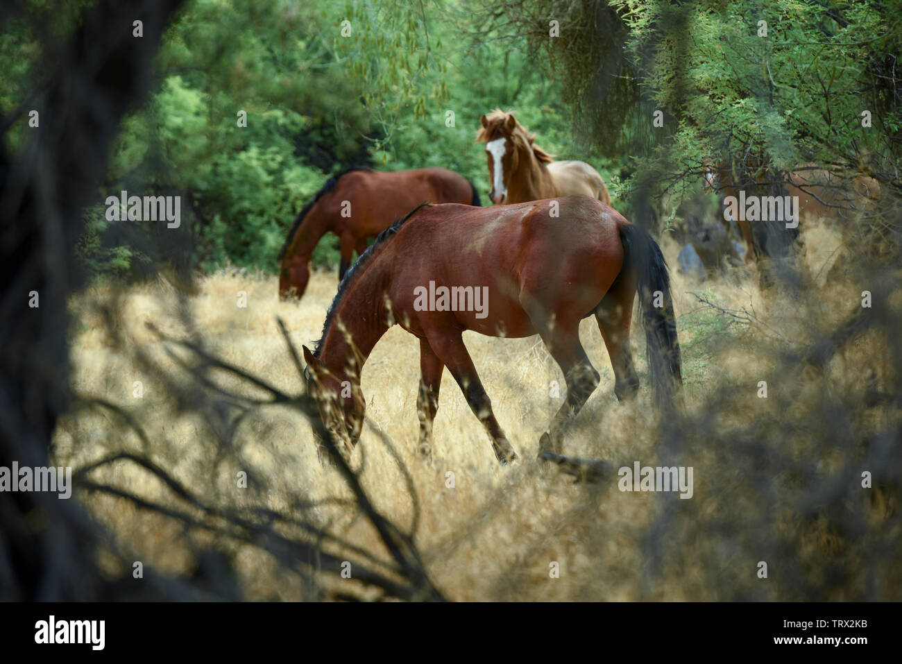 Animales indómitos fotografías e imágenes de alta resolución - Página 3 -  Alamy