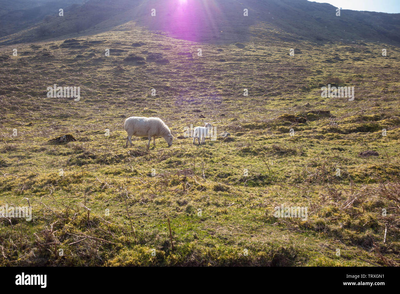 Brecknock Cheviot Hill, oveja con cordero. Gales Brecknockshire, marzo de 2019 Foto de stock