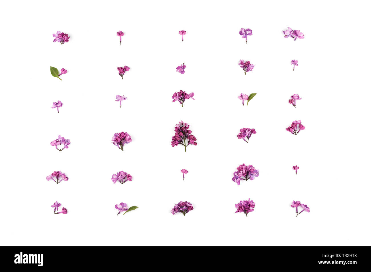 Diseño creativo de violeta, lila flores sobre fondo blanco. Concepto de vacaciones mínimas , patrón.laicos plana con orientación horizontal. Foto de stock