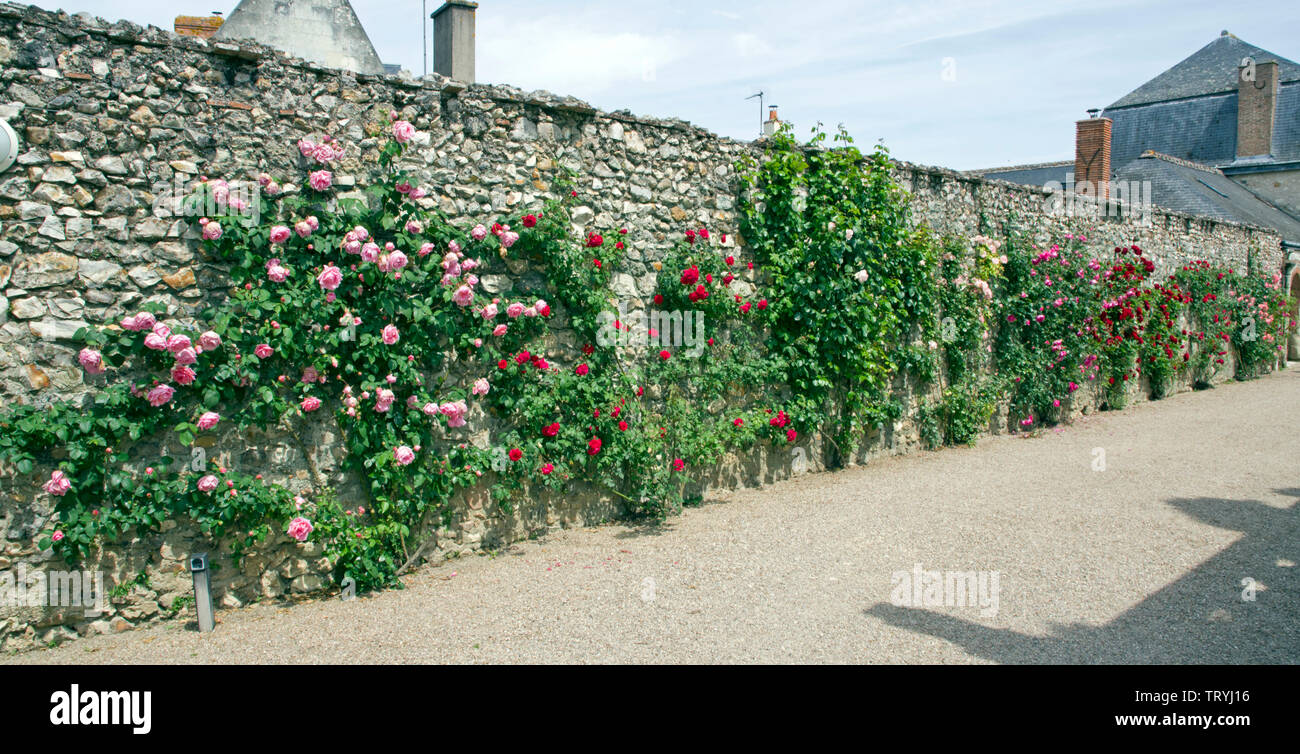 Varios rosas trepadoras a lo largo de una frontera en el Chateau Villandry Foto de stock