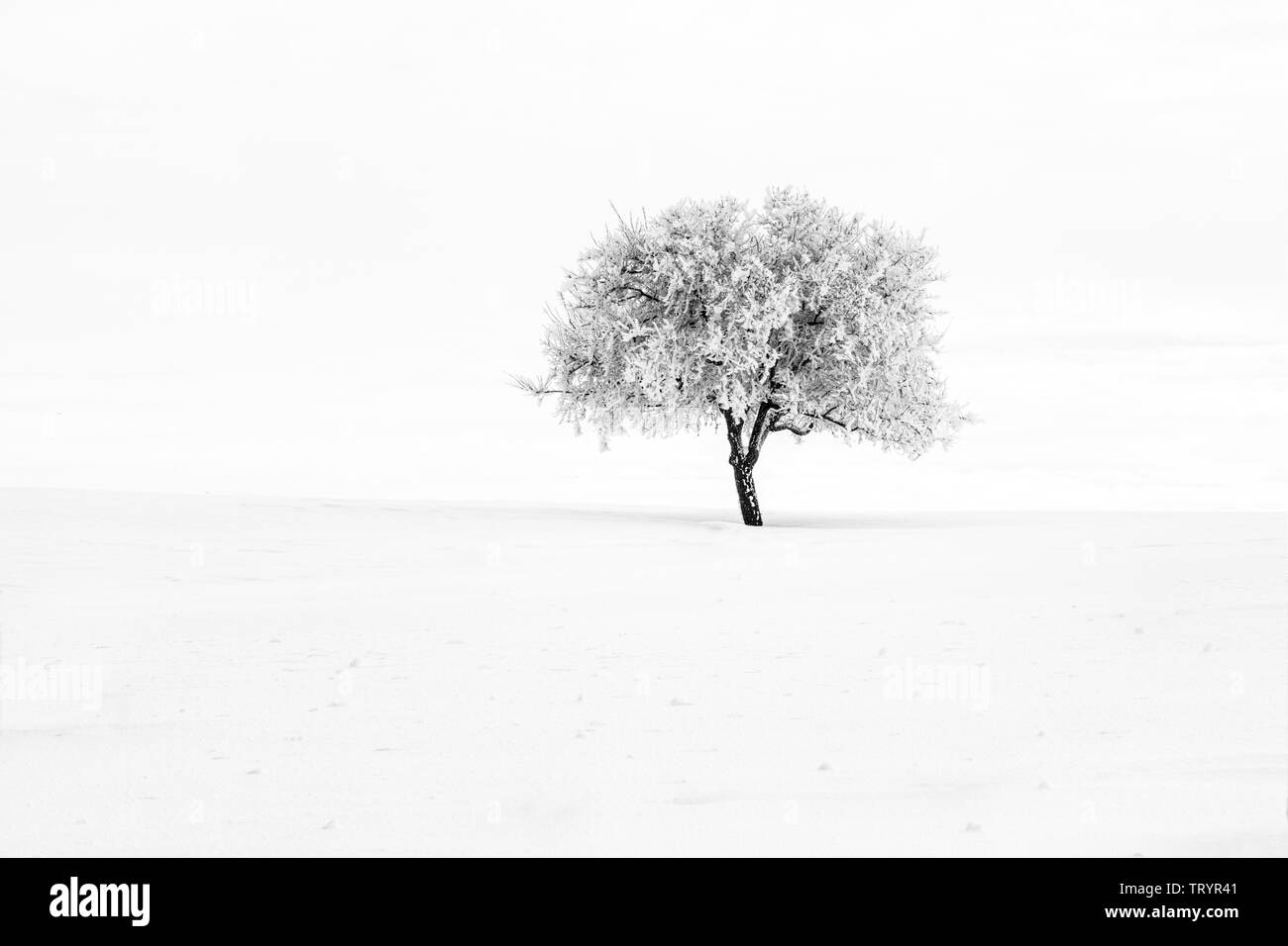 Un solo árbol cubierto de hielo y nieve en la Palouse del este de Washington. Foto de stock