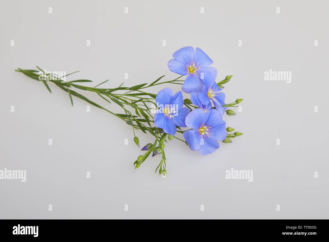 Flores lino azul aislado sobre fondo blanco. (Linum usitatissimum) Nombres  comunes: común lino o linaza. Vista cercana Fotografía de stock - Alamy