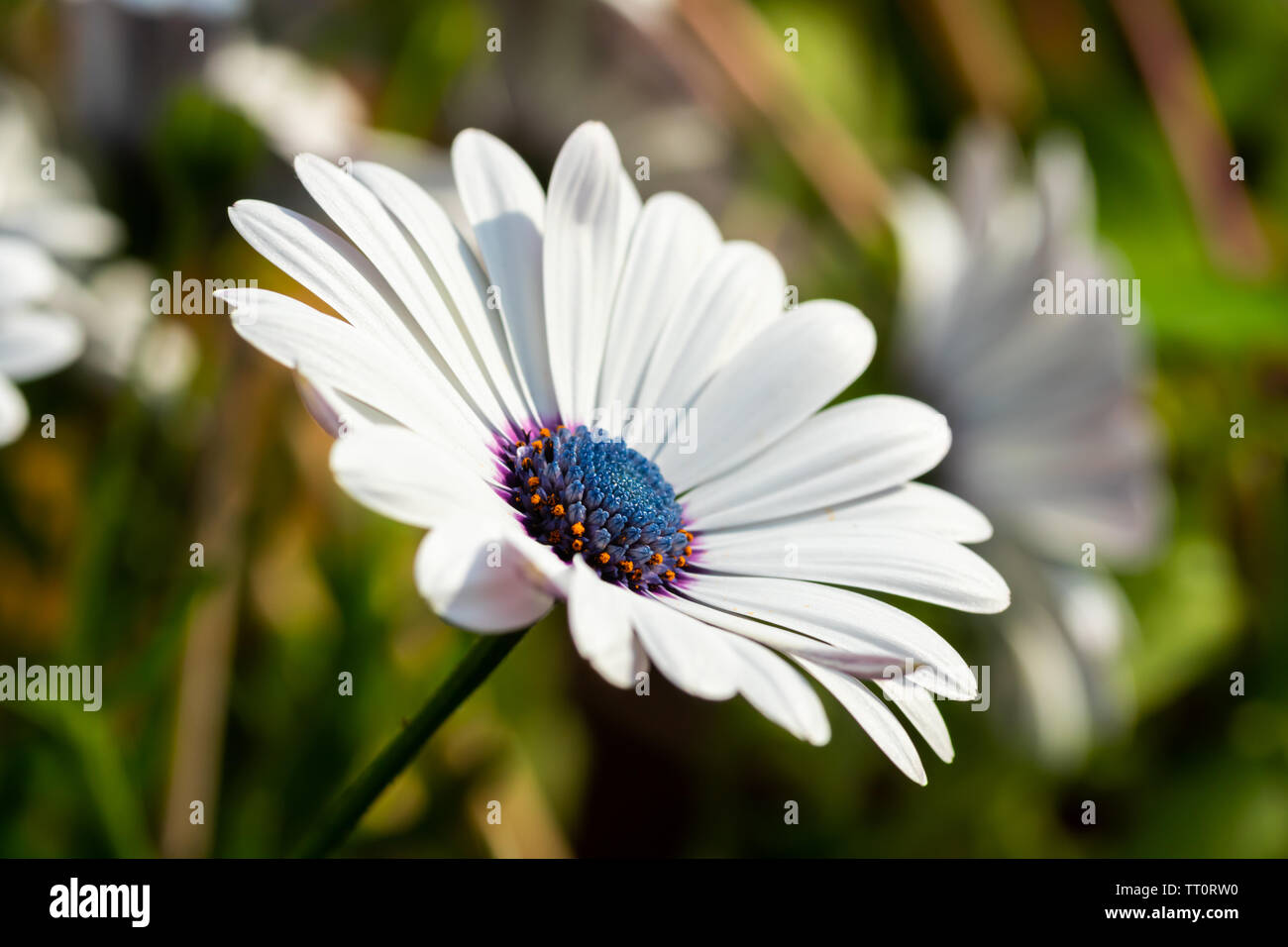Gerbera blanca hermosa flor con centro azul en un entorno natural  Fotografía de stock - Alamy