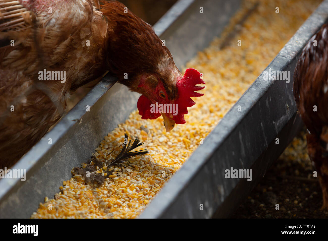 Una gallina con aislado rojo alimentación de aves de corral con granos de maíz Foto de stock