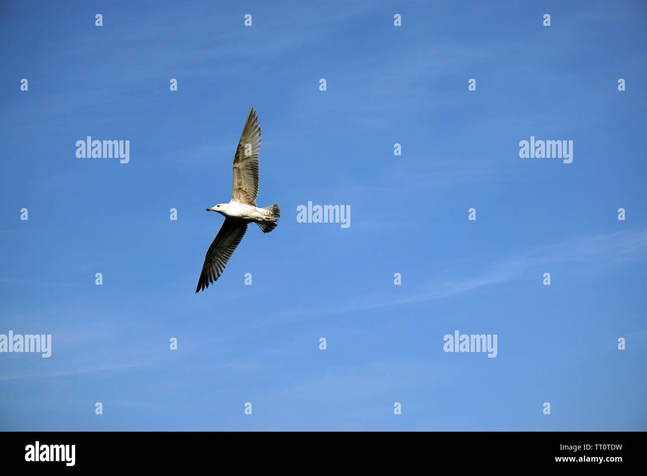 Gaviota volar en azul cielo despejado. Foto de stock