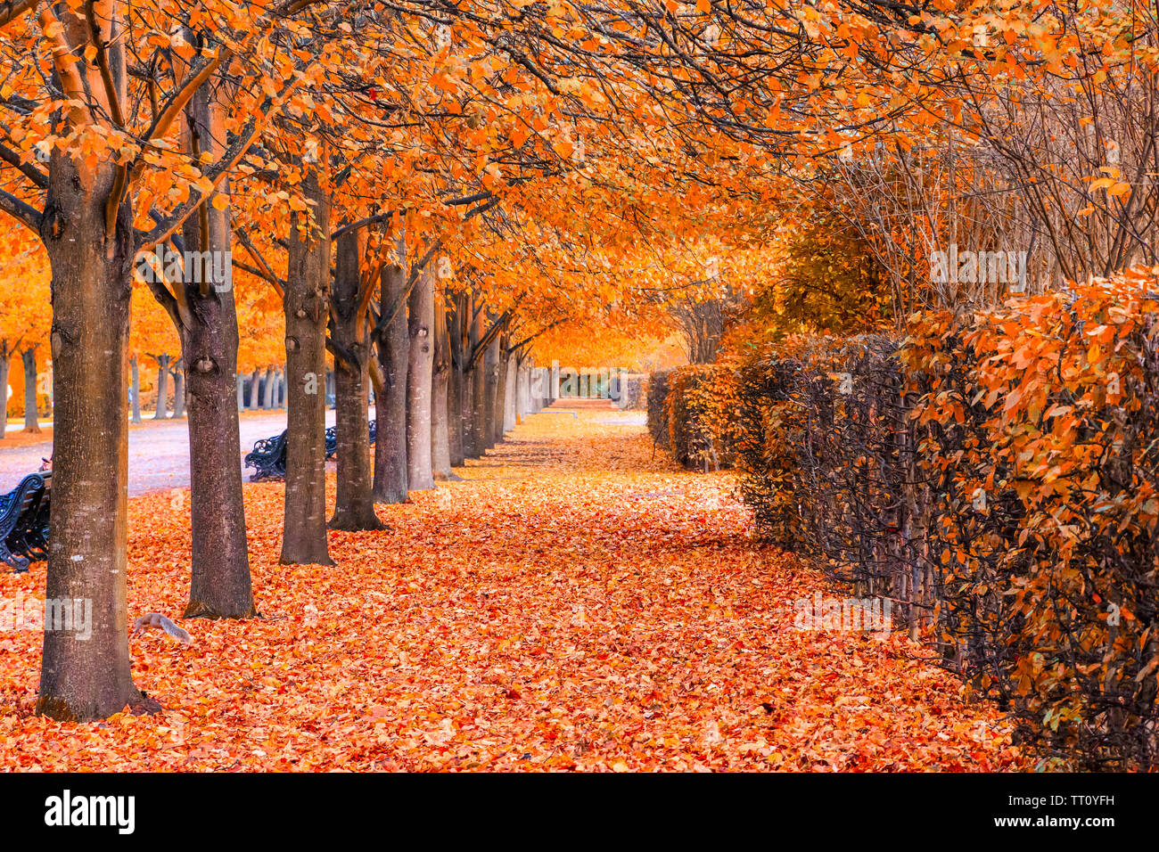 Hermoso paisaje otoñal de tunel de árboles en el Regent's Park de Londres. Foto de stock