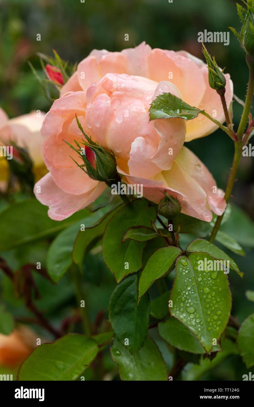 Primer plano de una rosa de albaricoque llamada Rosa el Alerce Ascendente por David Austin después de una lluvia de lluvia, Inglaterra, Reino Unido Foto de stock