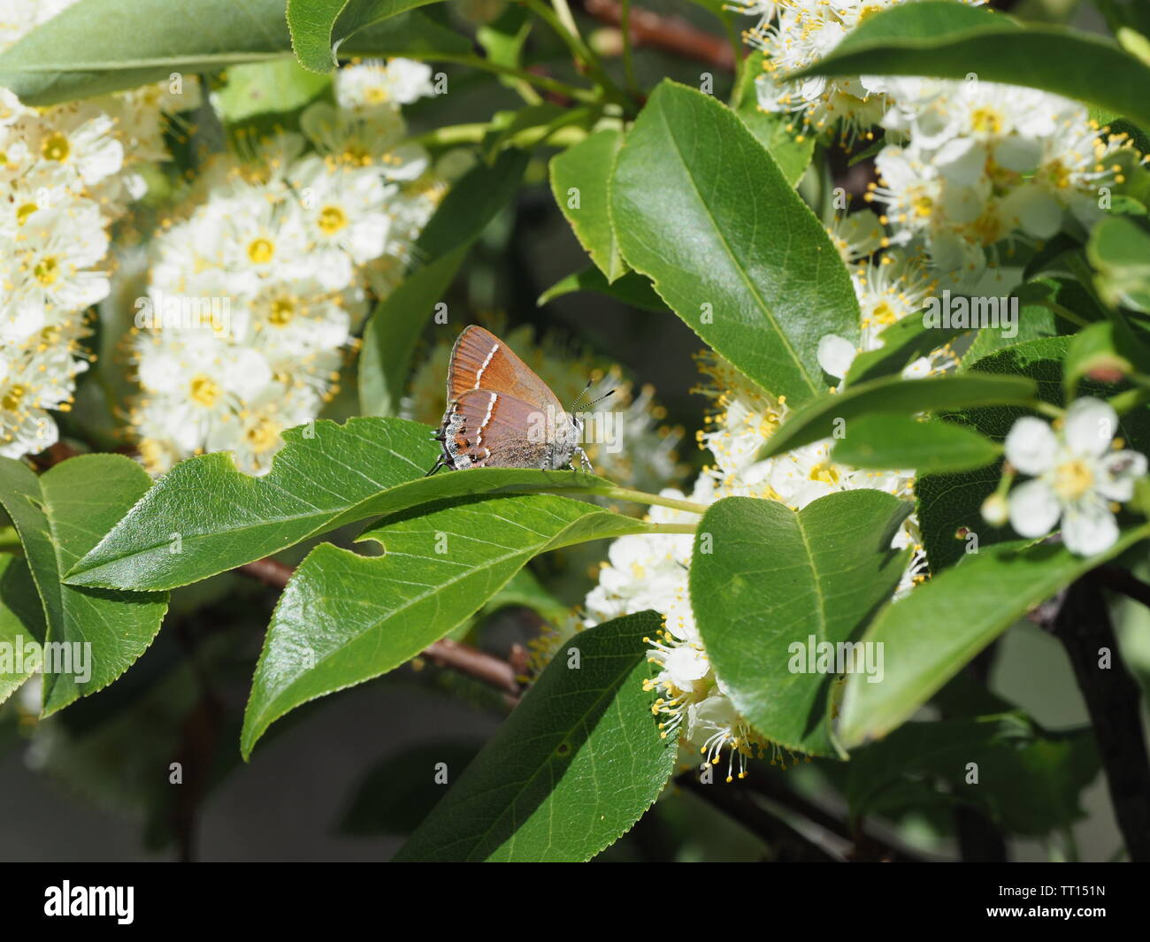 Siva Juniper Hairstreak Foto de stock