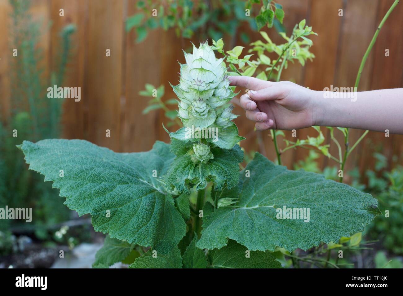 La mano de un niño tocando una Clary Sage planta en un jardín. Foto de stock