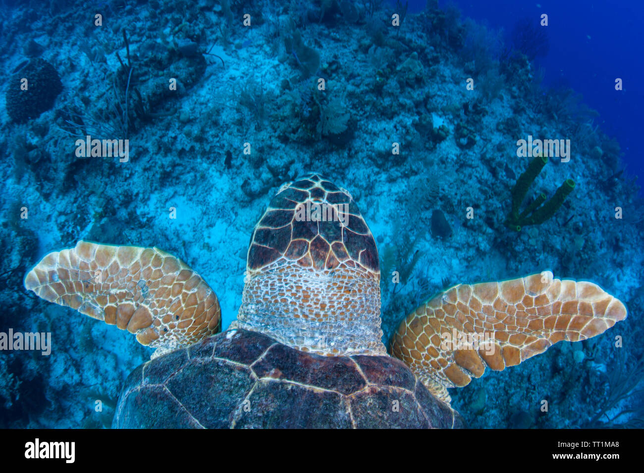 Una tortuga marina nadando en las aguas azules del Mar Caribe frente a las costas de Belice. Esta área es parte de la Barrera Arrecifal Mesoamericana. Foto de stock