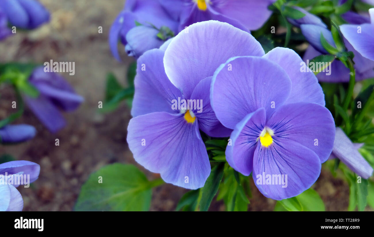 Pensamiento violeta flores plantadas en el suelo de un parque. Una flor con  pétalos de color púrpura y mancha amarilla en el centro Fotografía de stock  - Alamy