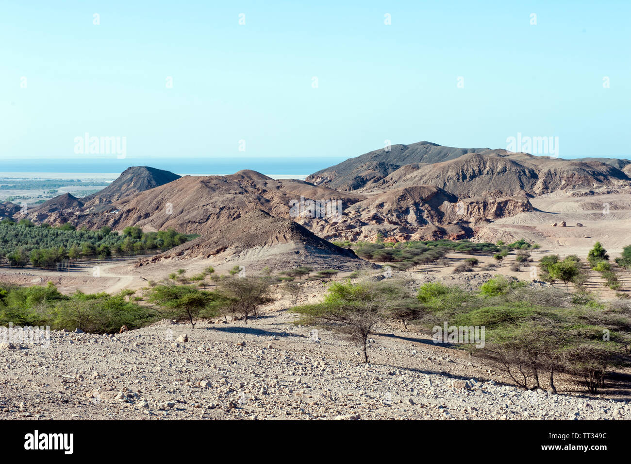 Paisaje con huertos en Sir Bani Yas, una isla en el Golfo Pérsico, los Emiratos Árabes Unidos. Foto de stock