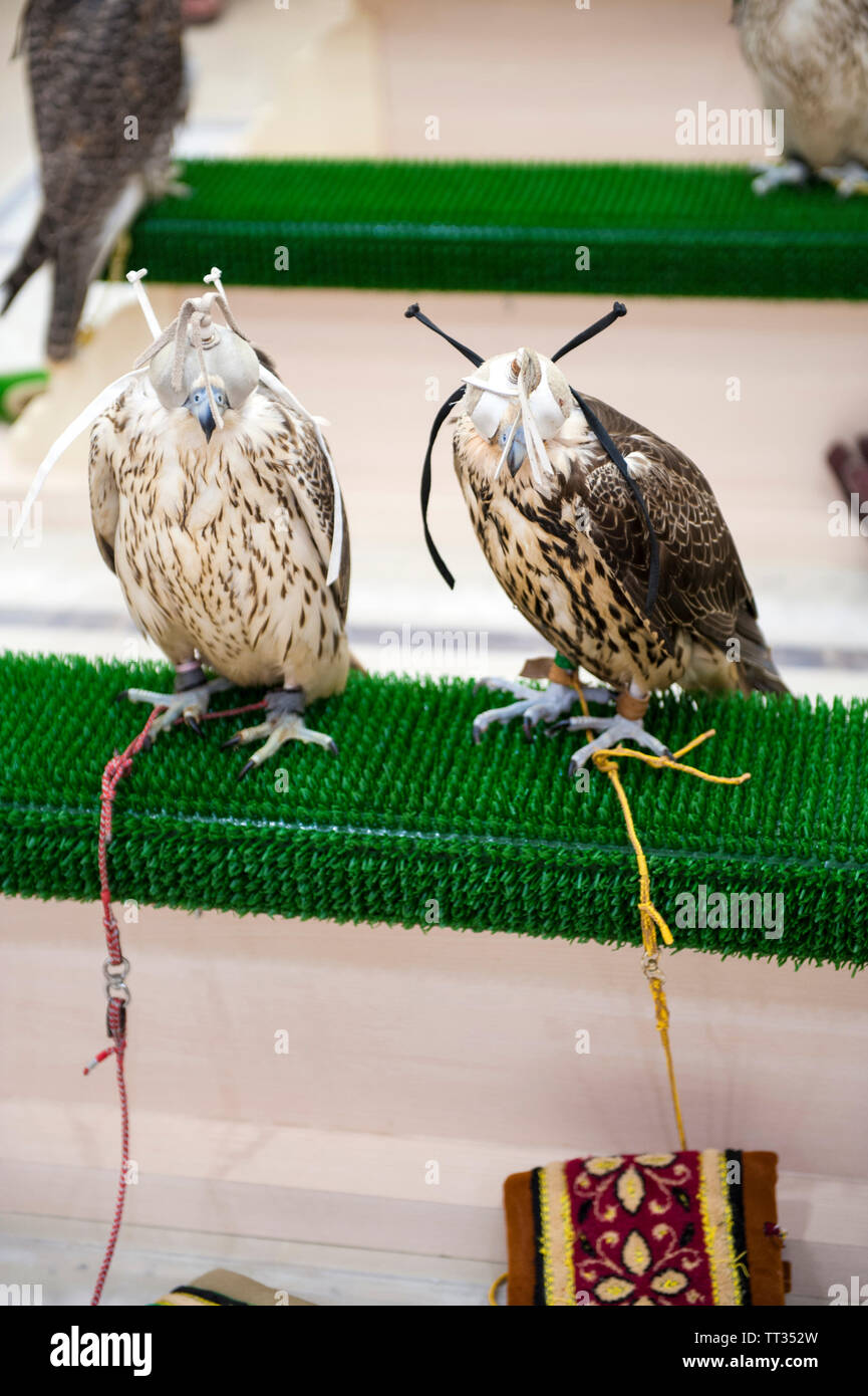 Los halcones a la espera de un chequeo médico en el Hospital de halcones de Abu Dhabi en Abu Dhabi, Emiratos Árabes Unidos. Foto de stock