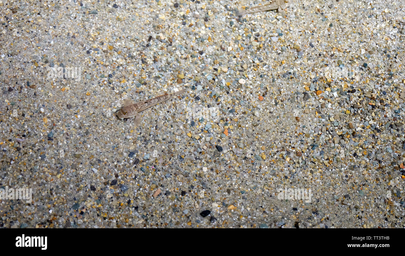 Un pequeño pez marrón camufla entre las gravas. Foto de stock