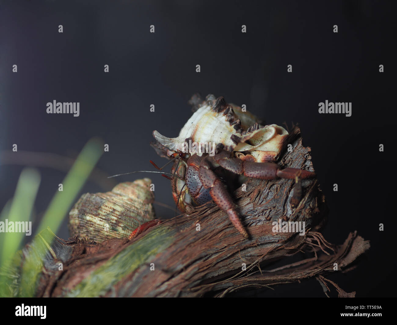 Los cangrejos ermitaños terrestres en el terrario sobre una rama vino con fondo negro Foto de stock