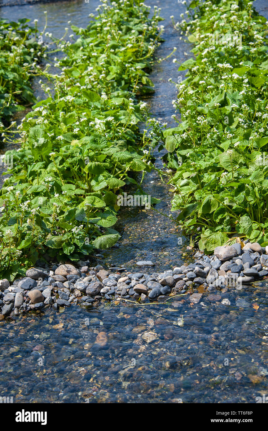 Verde fresco wasabi (rábano picante japonés) las plantas que crecen en el agua del río de montaña clara. Foto de stock