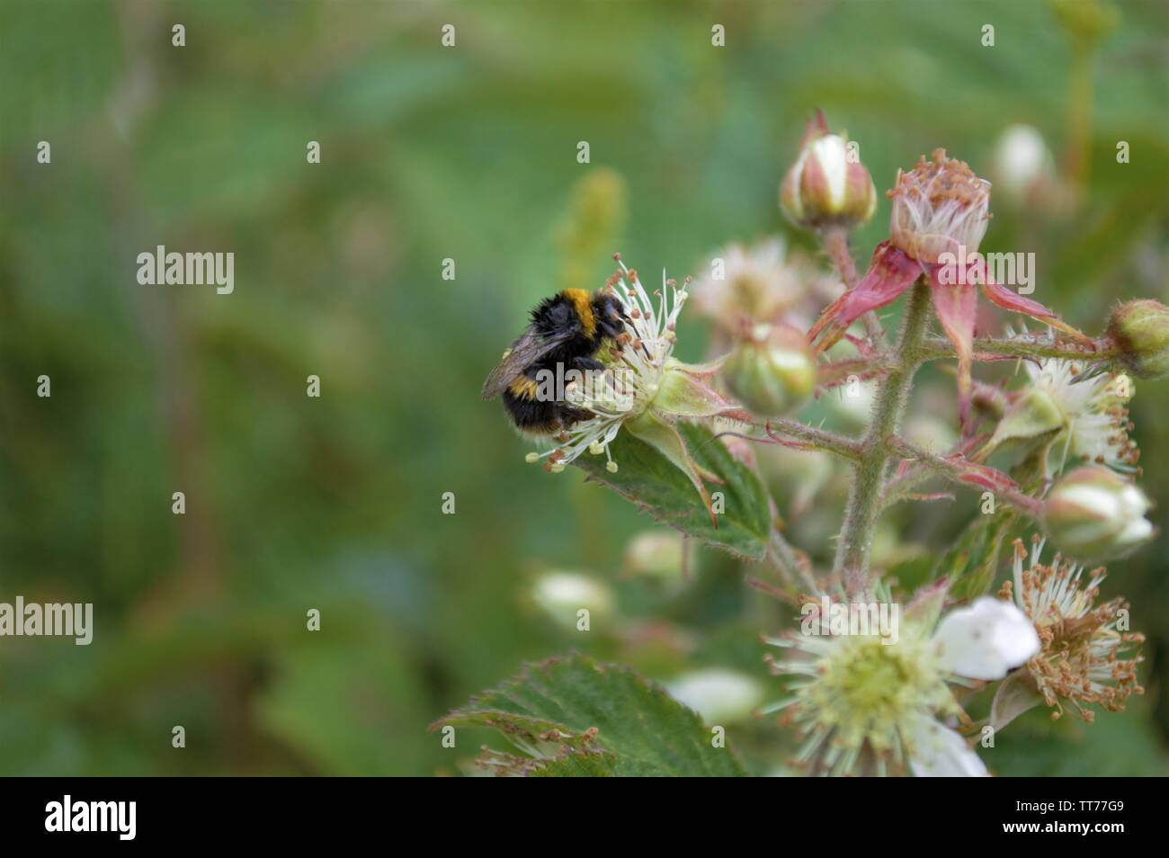 Un abejorro se alimenta de una primavera tardía flor. Foto de stock