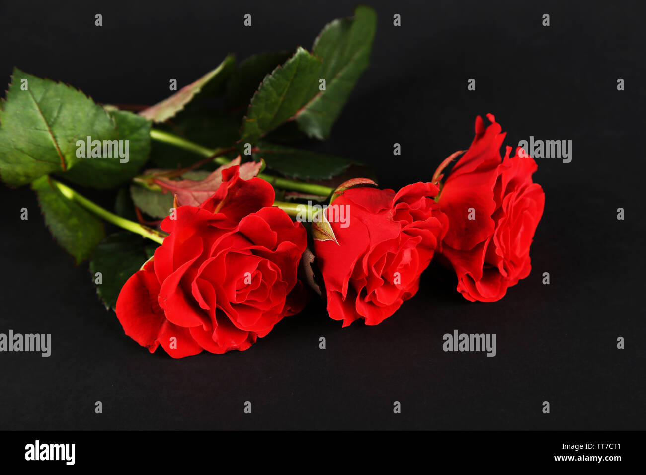 Maravillosas rosas rojas fotografías e imágenes de alta resolución - Alamy