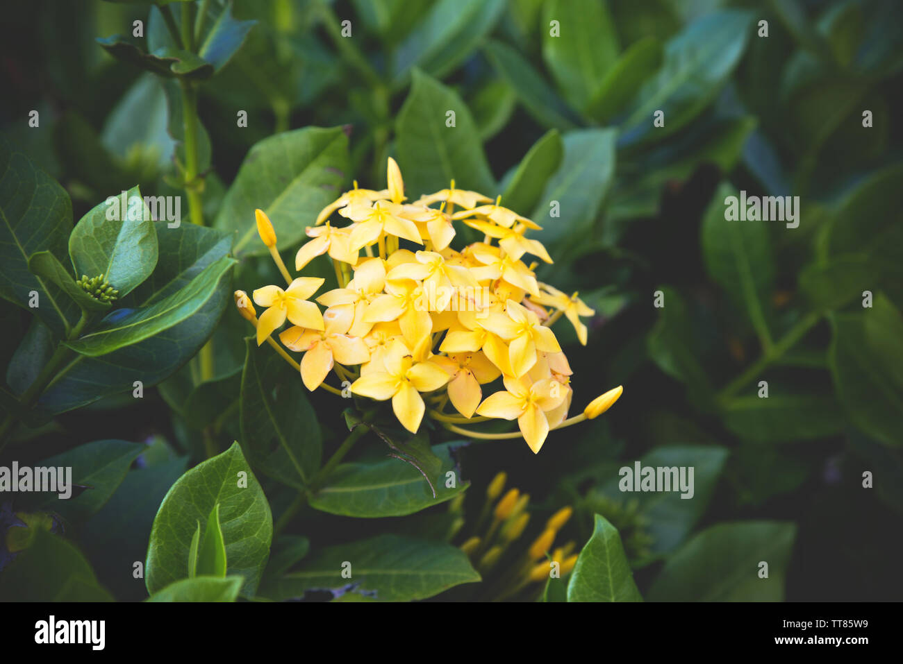 Rey Ixora flor amarilla que florece en el jardín hermoso fondo verde  naturaleza / Chinensis Ixora coccinea Fotografía de stock - Alamy