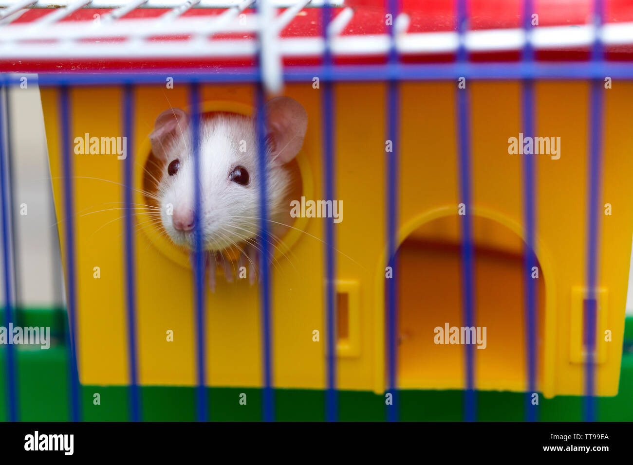 Tamed Mouse Fotos E Imagenes De Stock Alamy