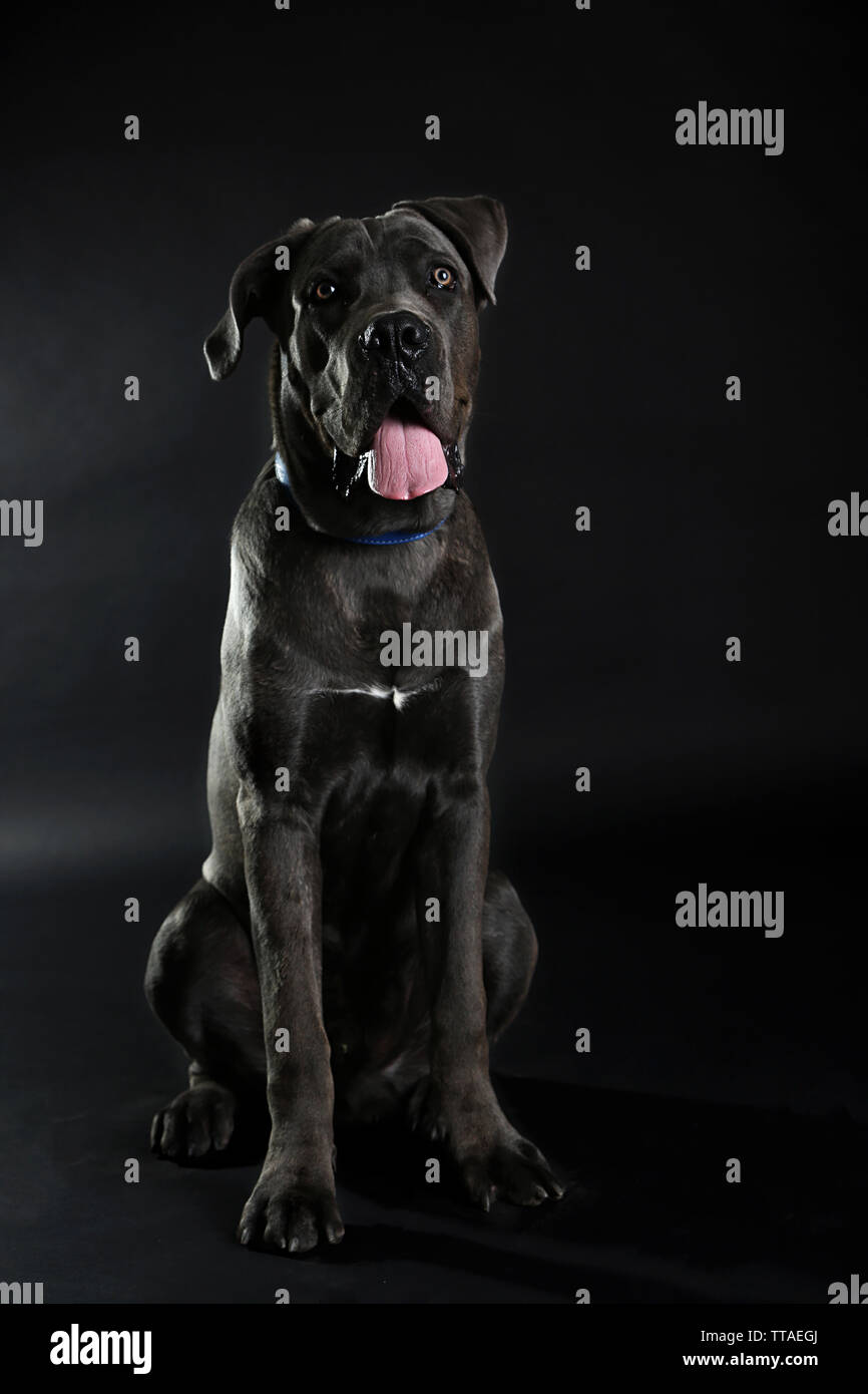 Grey Cane Corso Puppy Dog Imágenes De Stock Grey Cane