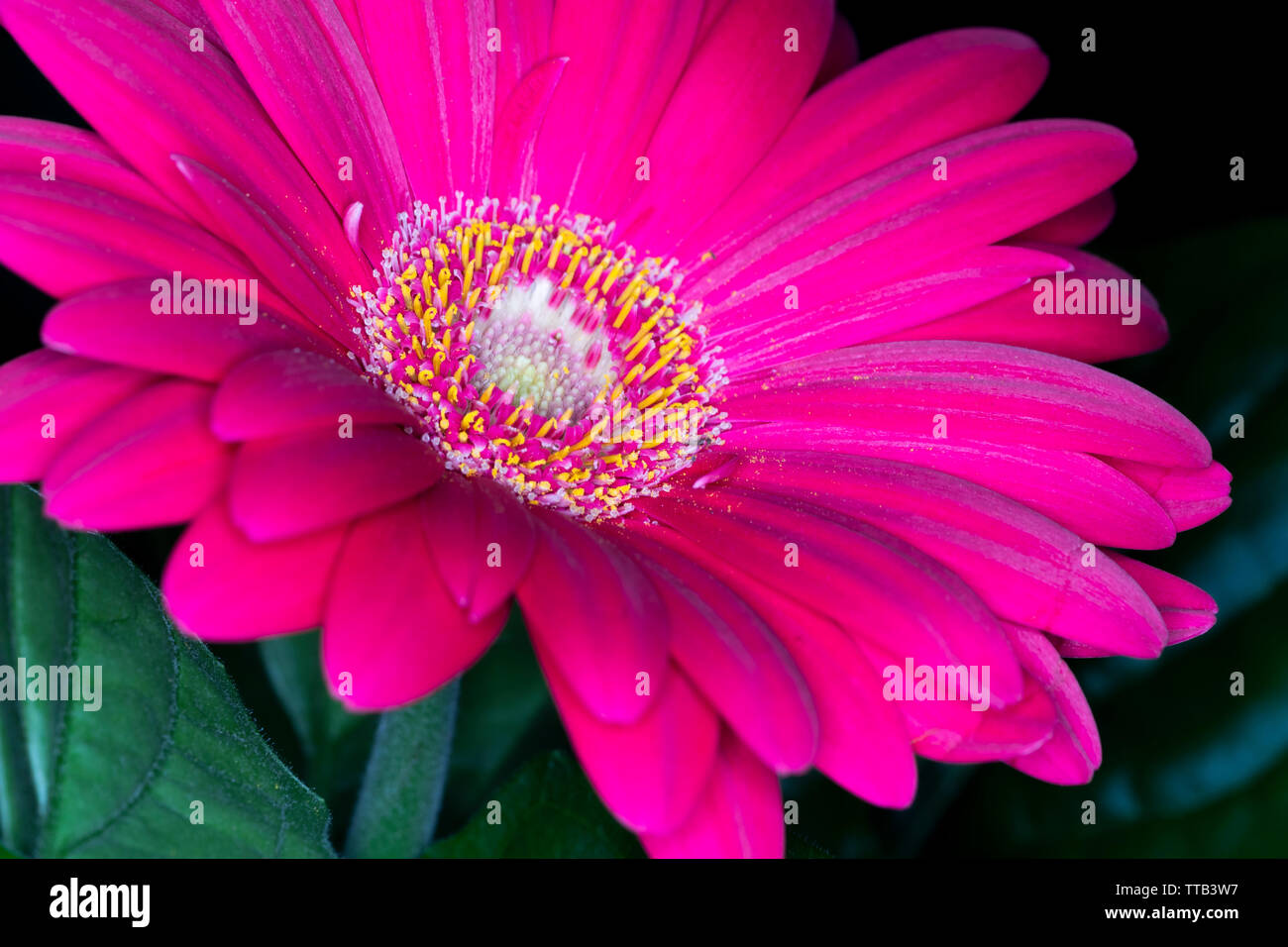Gerbera Roja, la cabeza de la flor en el género de plantas de la familia  Asteraceae daisy nativas de las regiones tropicales de América del Sur,  África y Asia Fotografía de stock -