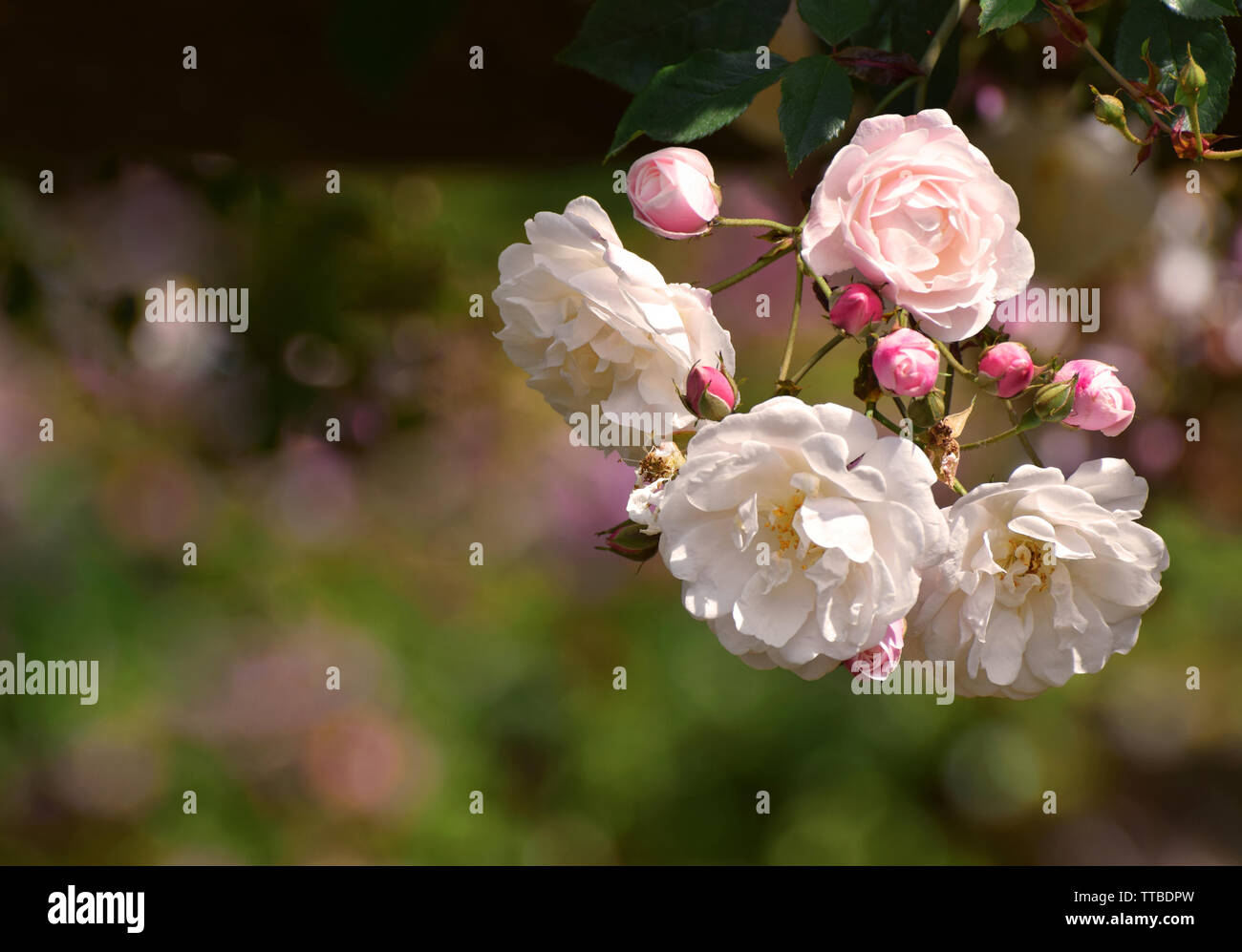 Rosa pálido rosas trepadoras en flor en verano Fotografía de stock - Alamy