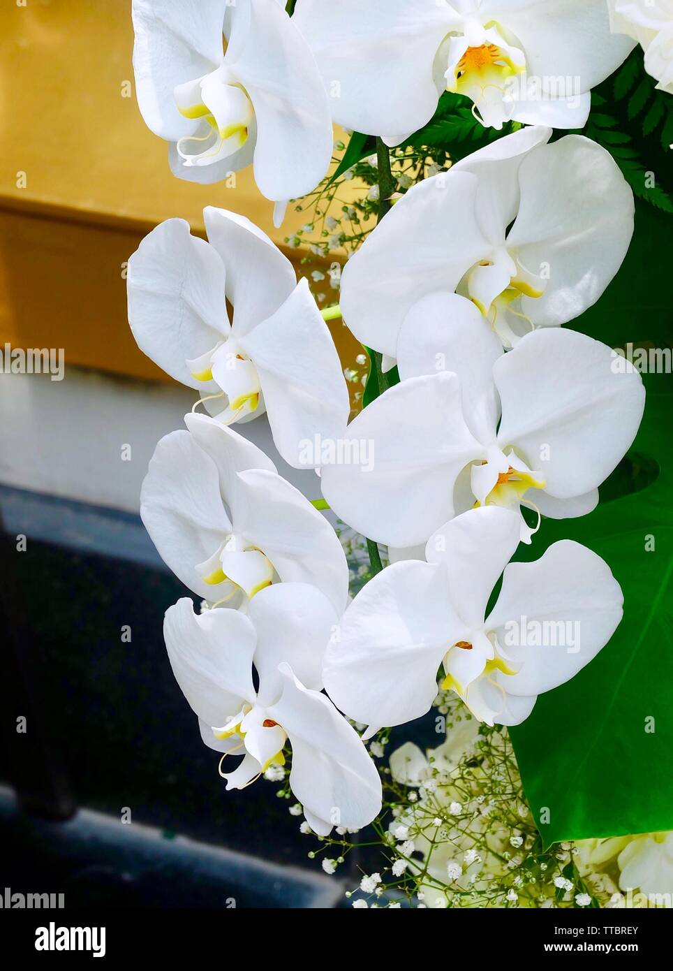 Flores y plantas hermosas, Phalaenopsis blancos o flor de orquídea  Doritaenopsis Streak para decoración de jardín Fotografía de stock - Alamy