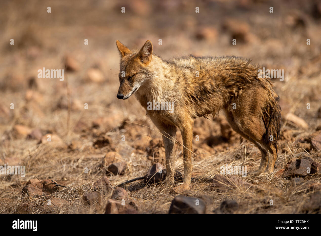 Indian Chacal o Canis aureus indicus agresivamente caminando y observando el comportamiento posible presa en la reserva de tigres de ranthambore, Rajasthan, India Foto de stock