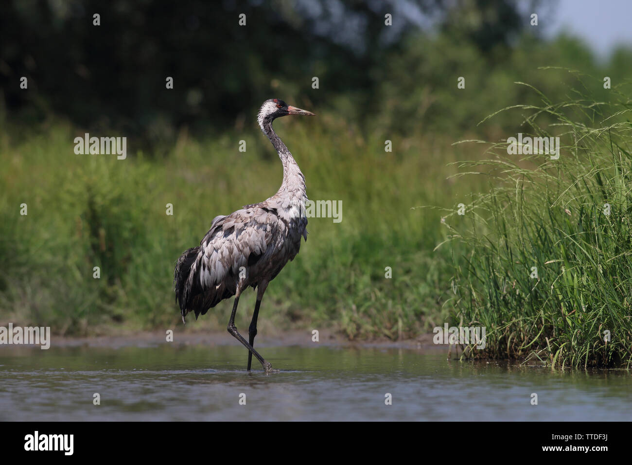 Grulla común (grus grus) en NP Hortobagy, Hungría Foto de stock