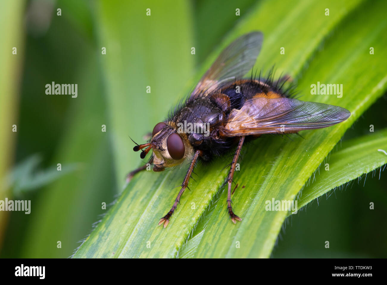 Tachina fera - una especie de mosca tachinid común en Gran Bretaña y Europa continental Foto de stock