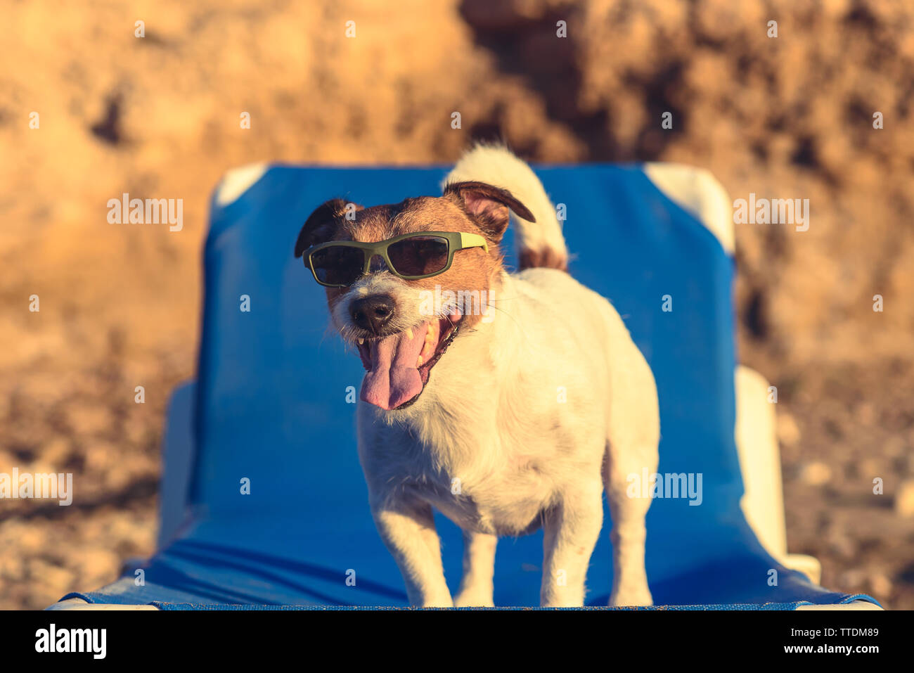 Perro Feliz con gafas de sol en verano caluroso día necesita tomar el sol en el Mar Beach Resort Foto de stock