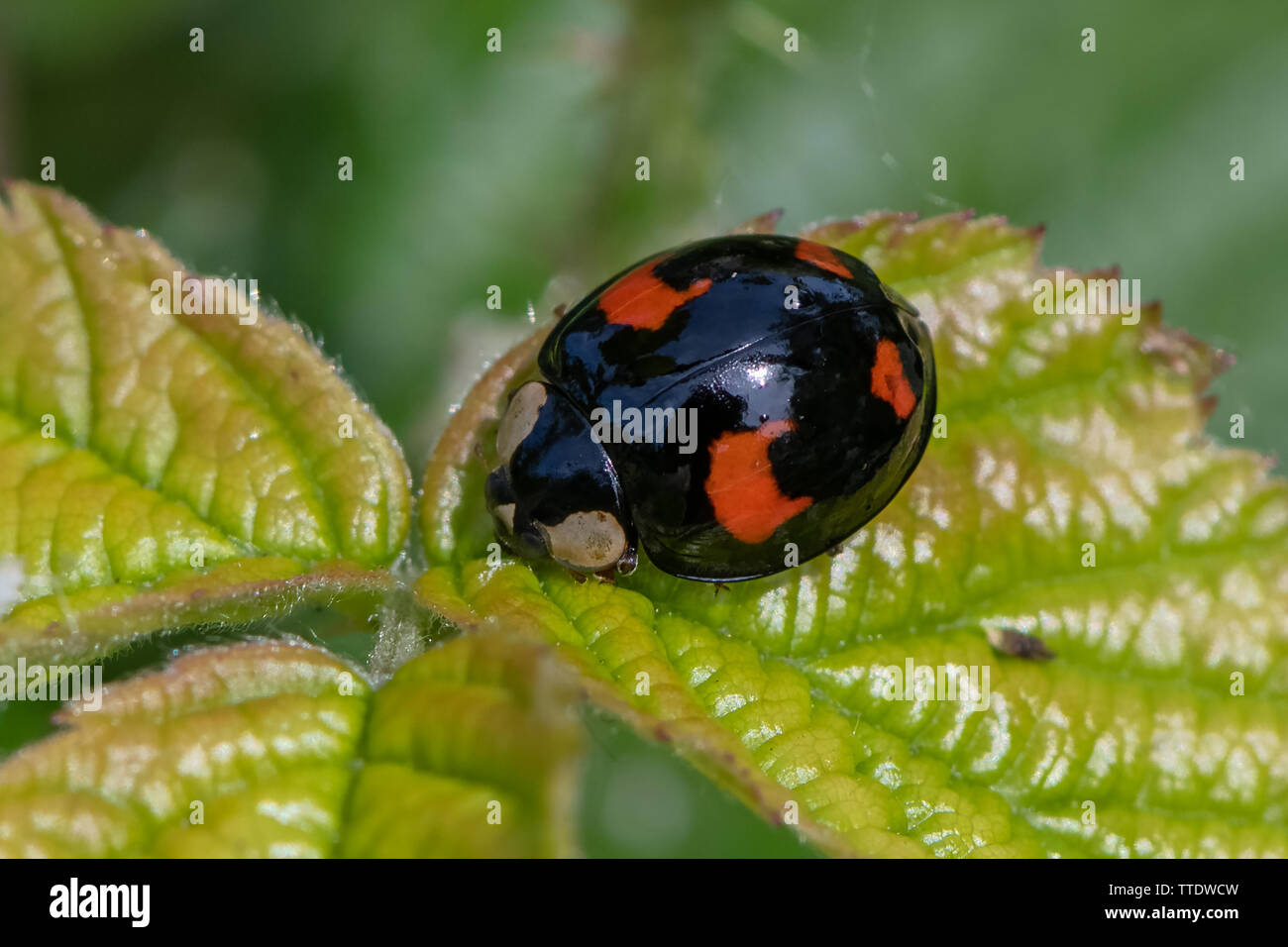 El pino mariquita ( Exochomus qadripustulatus) Foto de stock