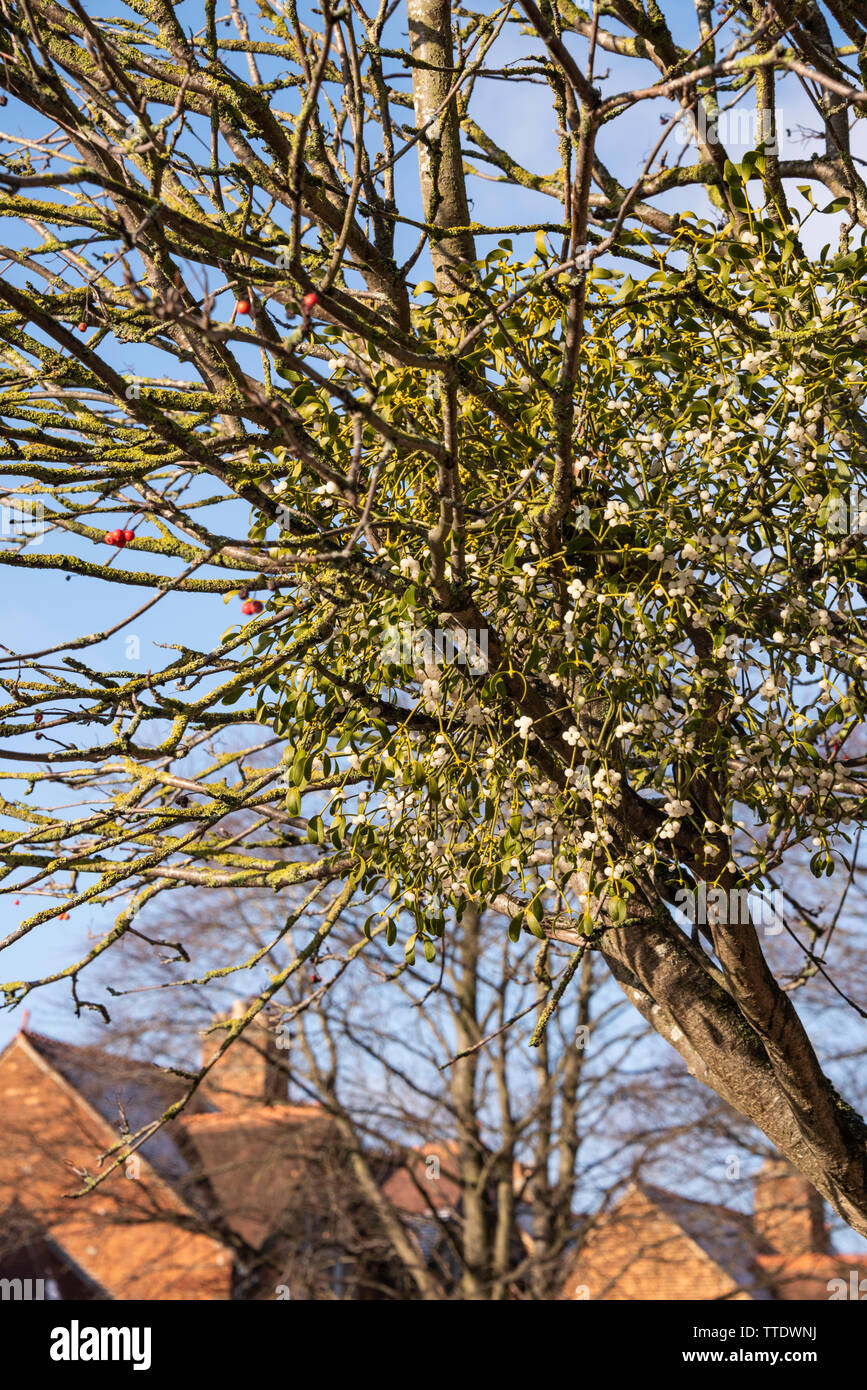 El muérdago crece en una montaña ceniza o árbol Rowan, Oxford Foto de stock