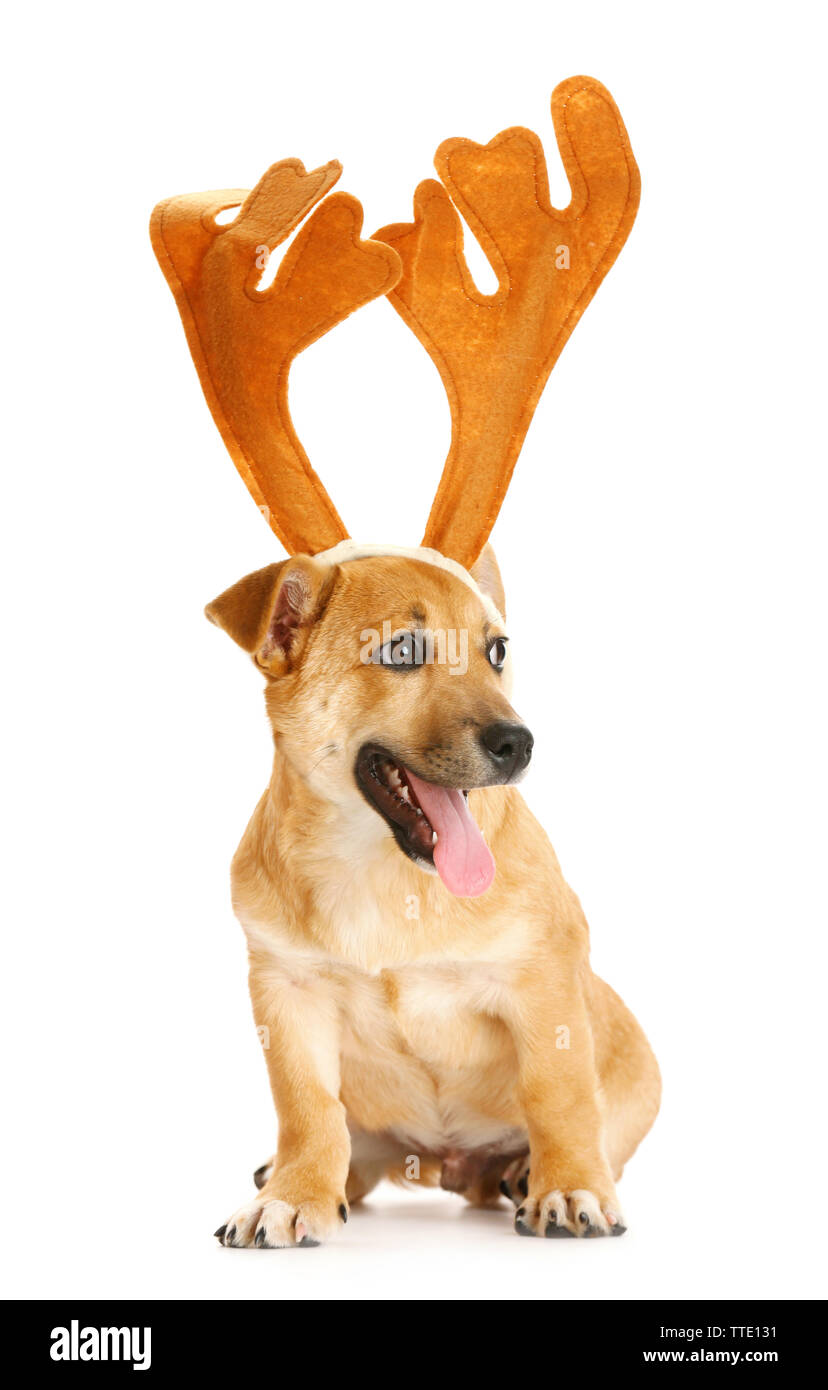 Costa Jugar juegos de computadora crucero Gracioso pequeño lindo perro con cuernos de ciervo, aislado en blanco  Fotografía de stock - Alamy