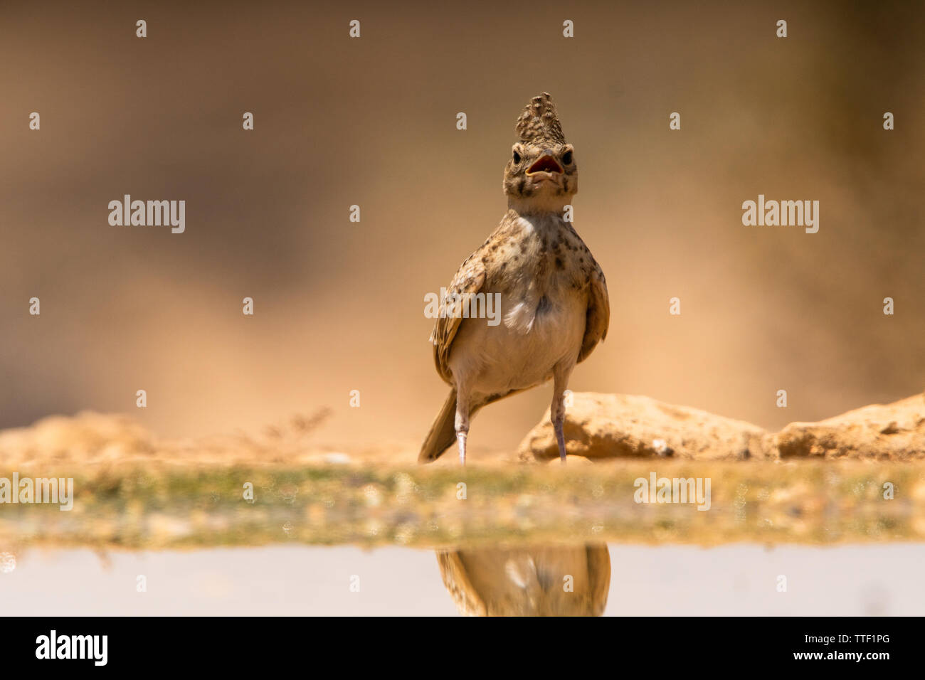 Crested lark (Galerida cristata) Foto de stock