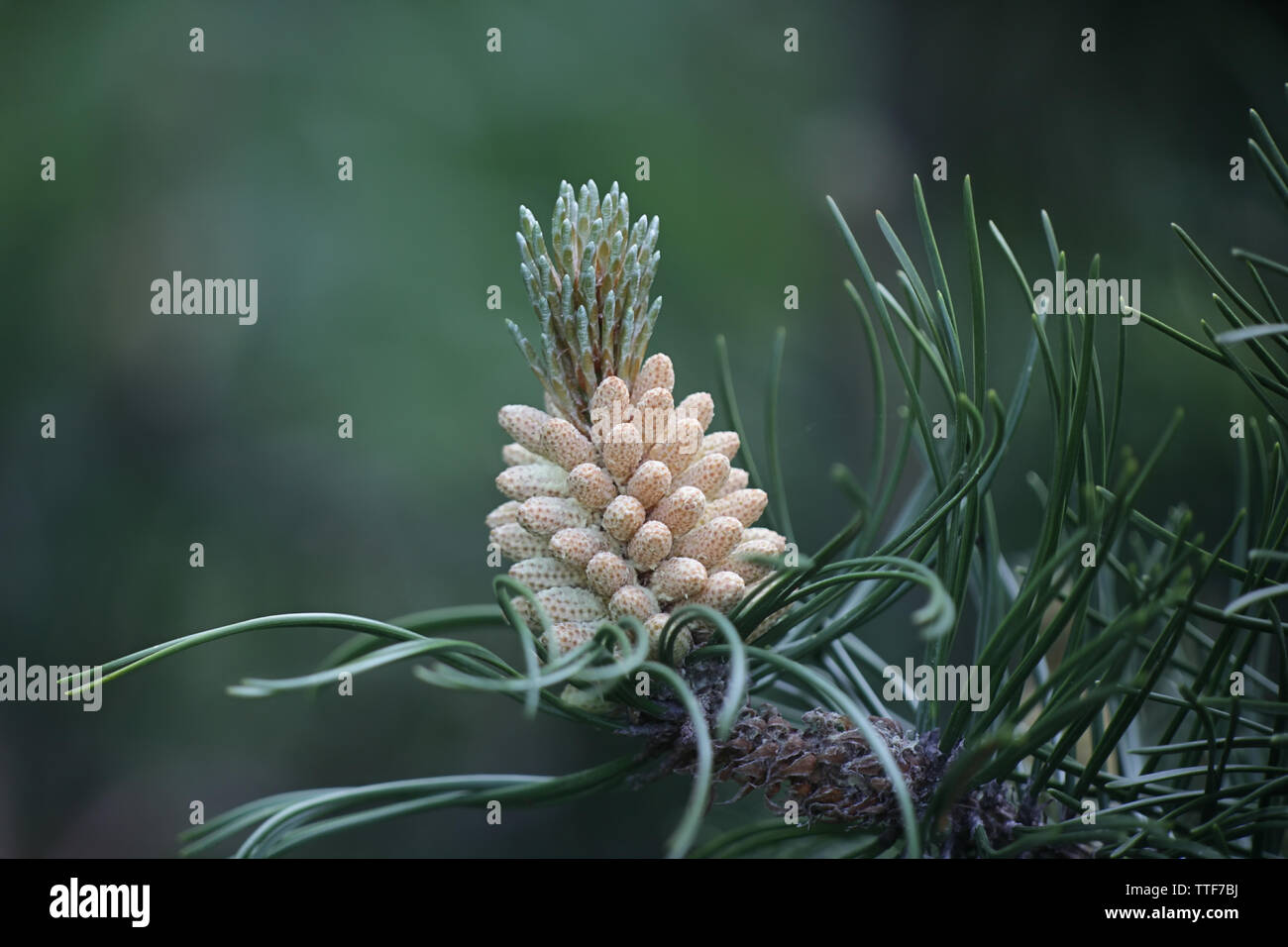 Conos masculinos de Pinus mugo, conocido como el pino, enano mountainpine rampante, pino mugo o pino de montaña suizo. Foto de stock