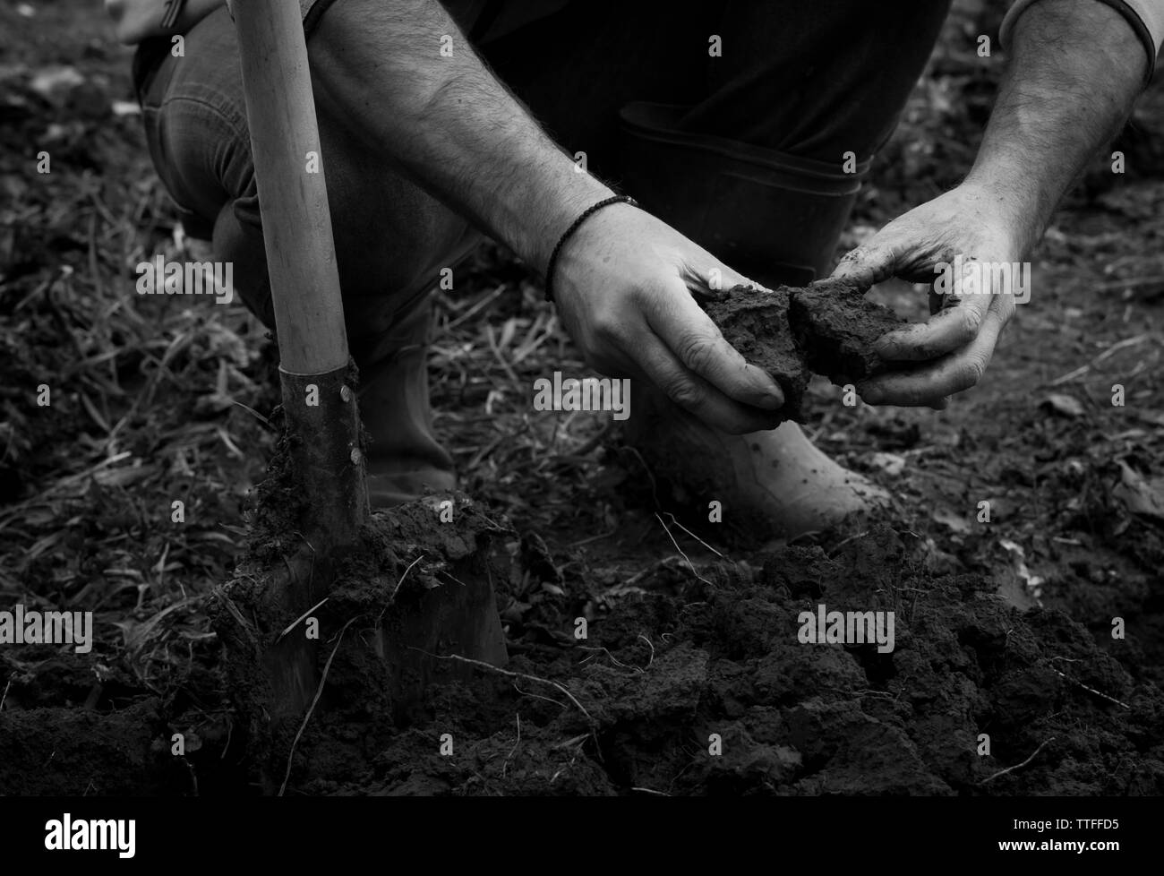 Las manos del hombre fuerte que excavar el suelo para cultivar vegetab primavera Foto de stock
