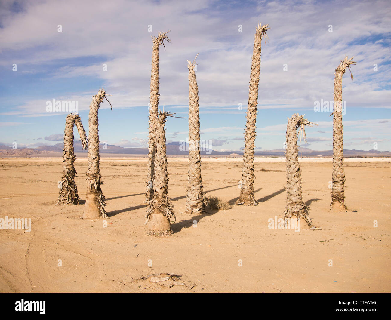 Un clúster de muertos palmeras stand en el reseco desierto. Foto de stock