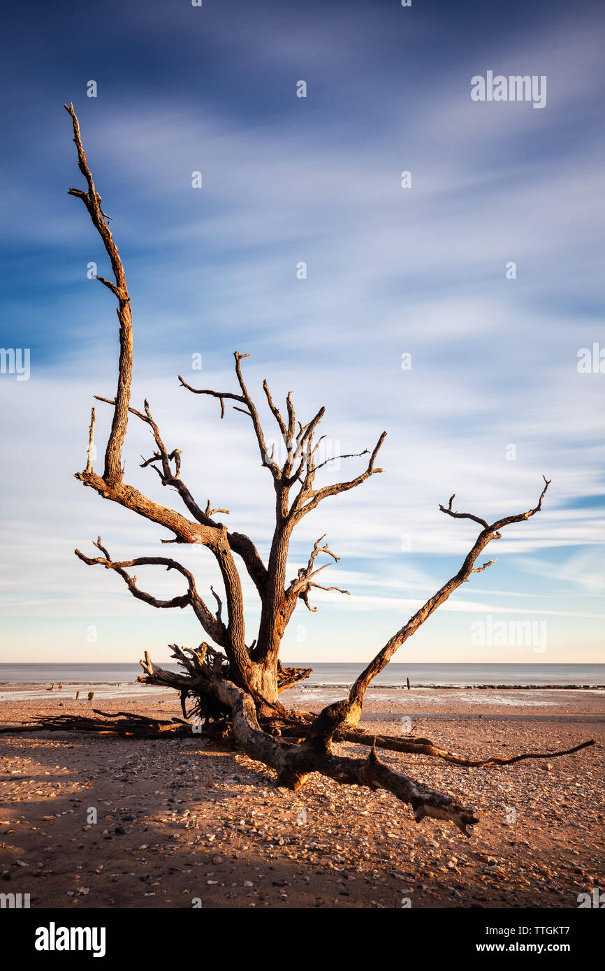 La larga exposición imagen de Lone Tree en la playa, en la Bahía Botany, Edisto Island, SC, EE.UU. Foto de stock