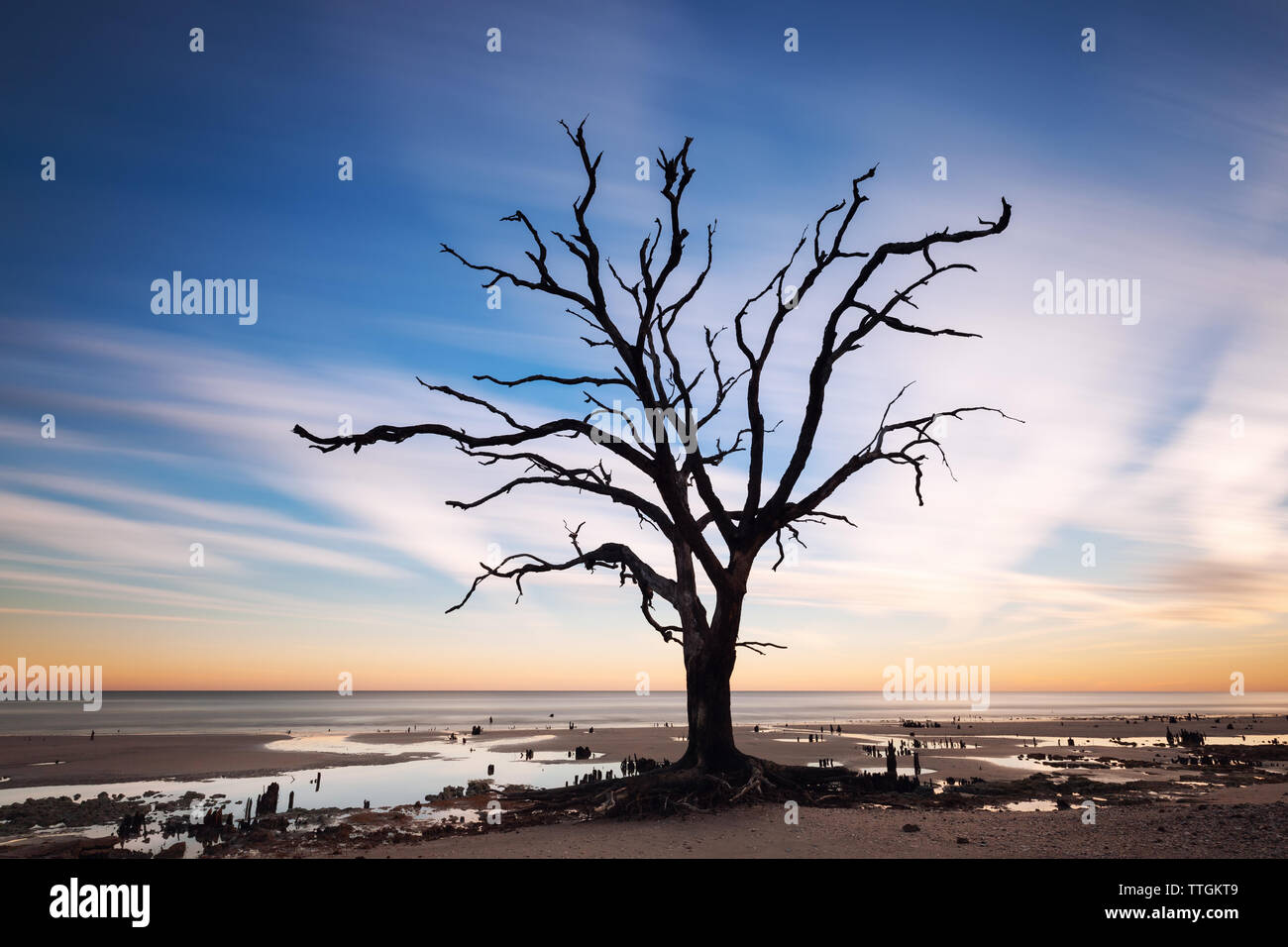 Solitario árbol al amanecer. La playa de la bahía de Botany, Edisto Island, Carolina del Sur, EE.UU. Foto de stock