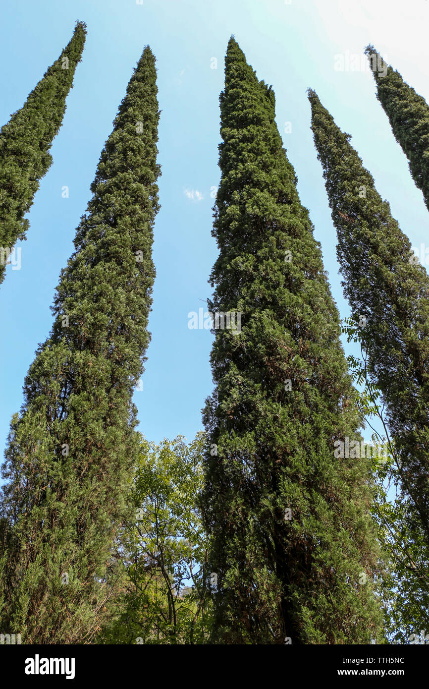 Cypreast árboles en el fondo de la naturaleza Foto de stock