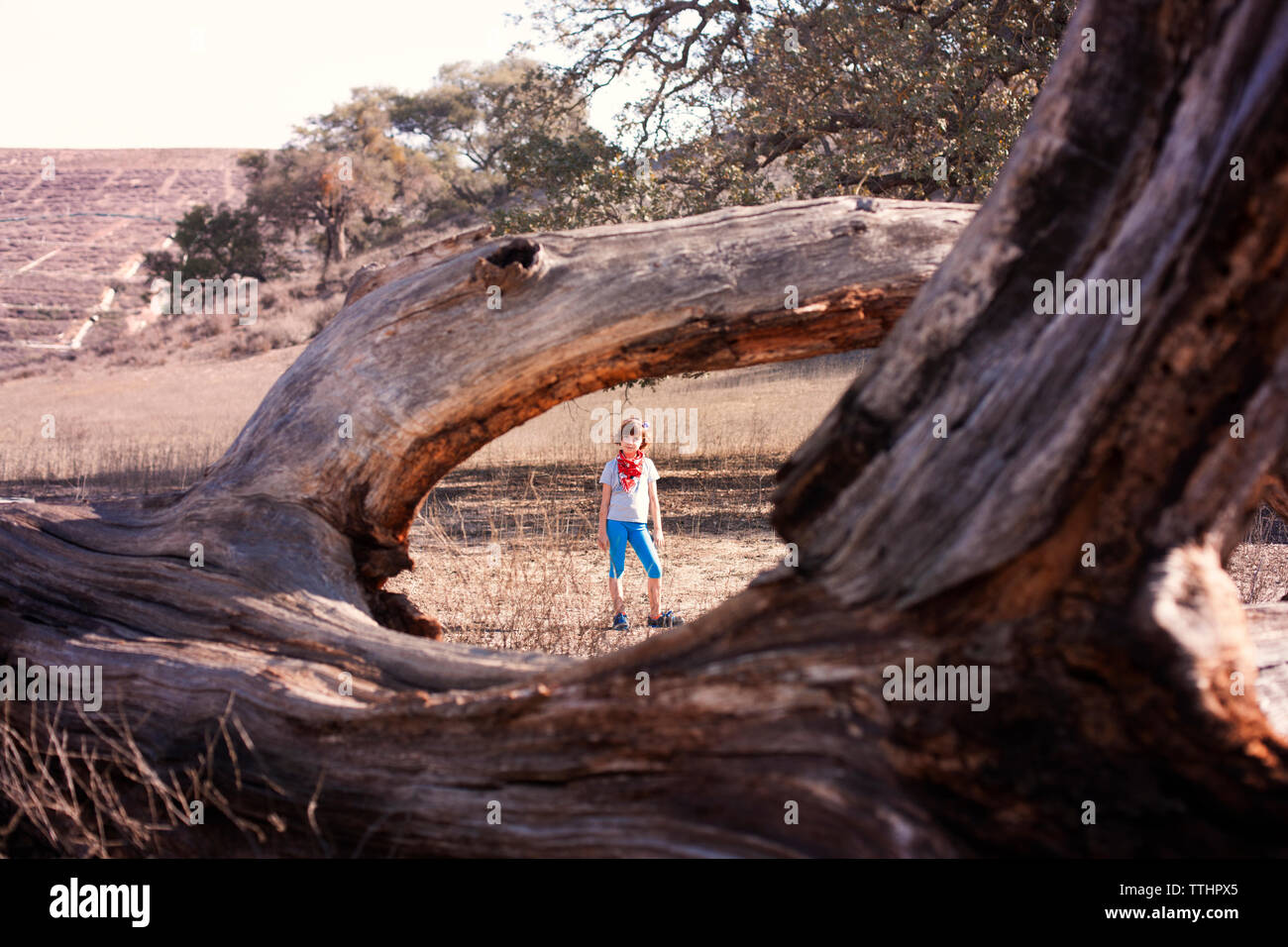 Retrato de chica ve a través del tronco de un árbol en día soleado Foto de stock