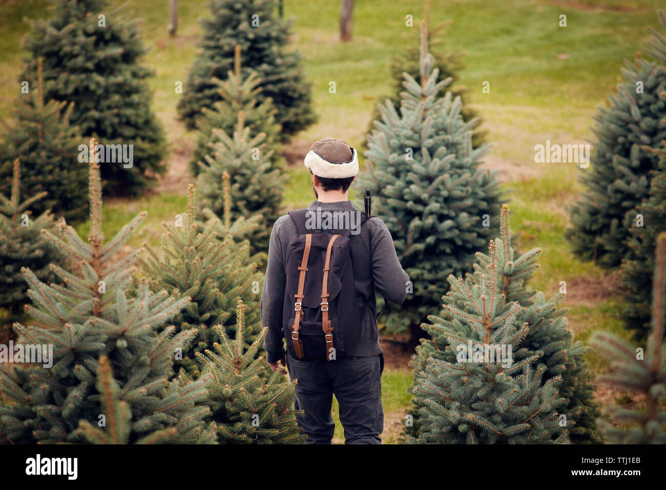 Vista trasera del hombre con mochila caminando en Pine Tree Farm Foto de stock