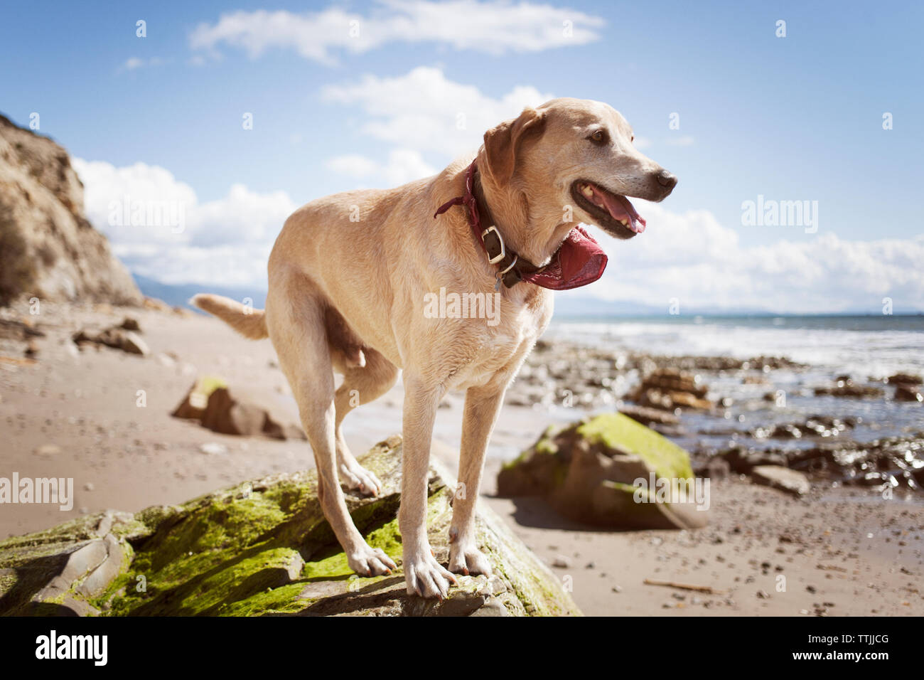 Labrador recuperar mirando a otro lado mientras está parado sobre una roca en la playa Foto de stock