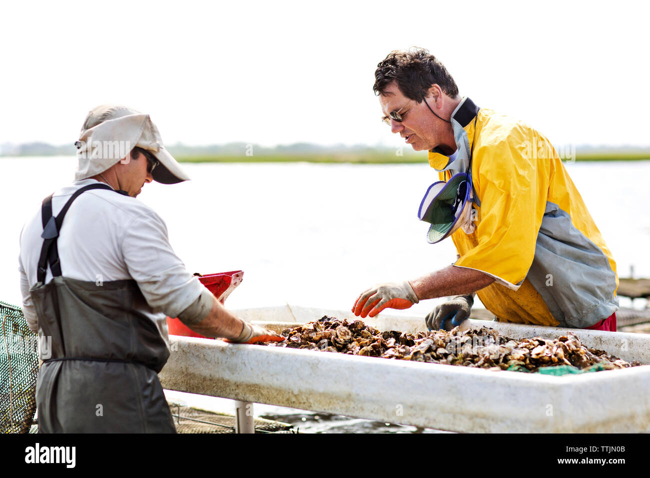 Los trabajadores que trabajan en la industria pesquera Foto de stock
